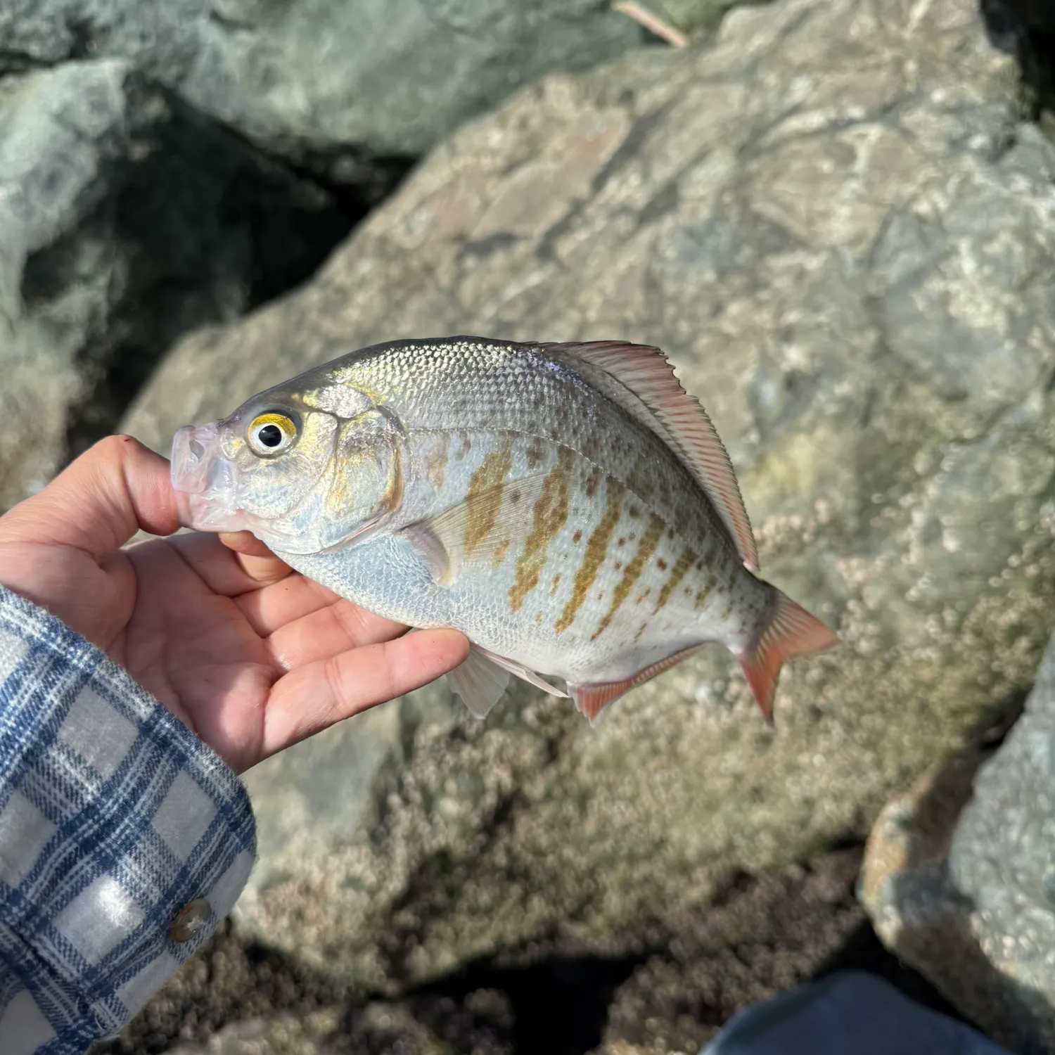 The most recent Redtail surfperch catches on Fishbrain
