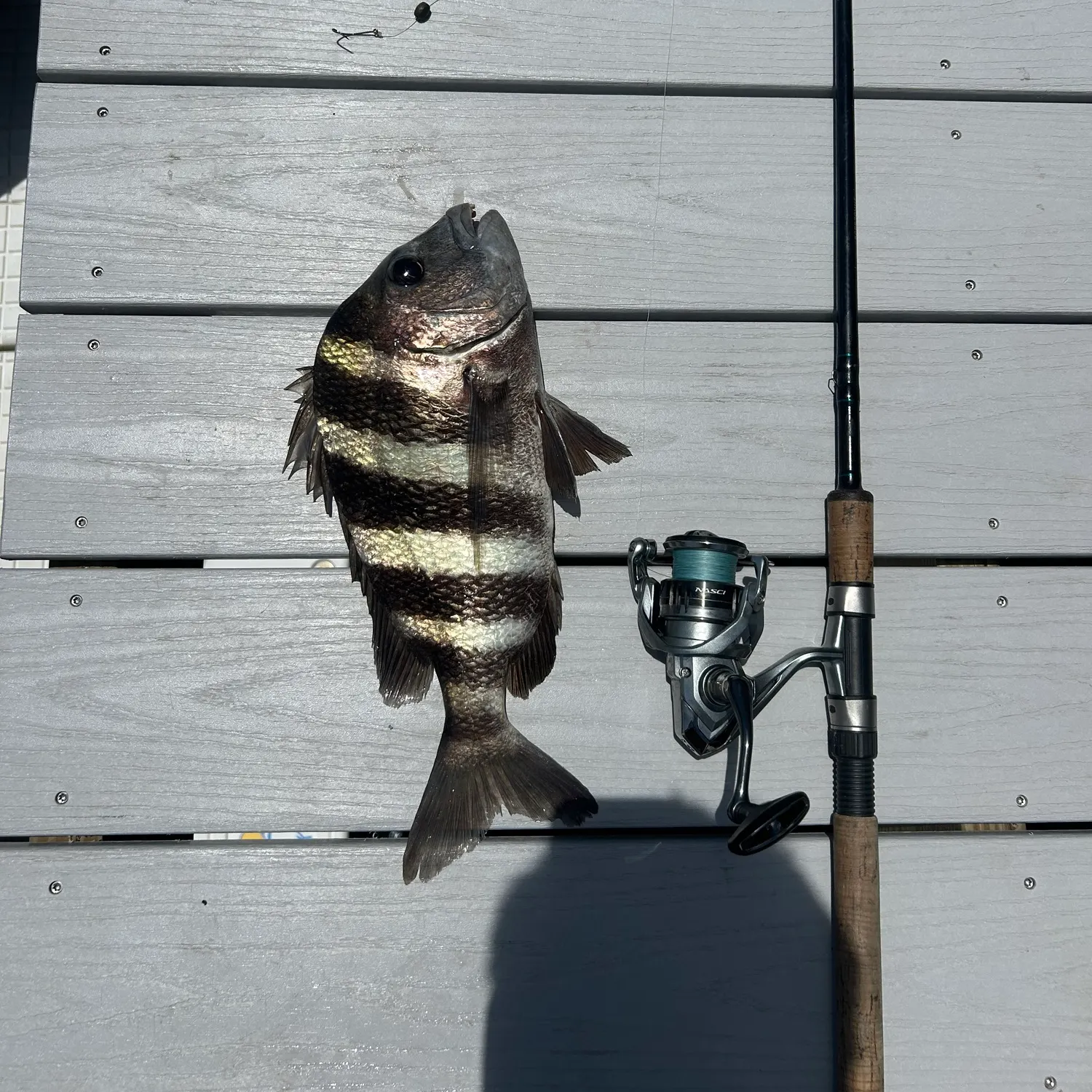 The most recent Sheepshead catches on Fishbrain