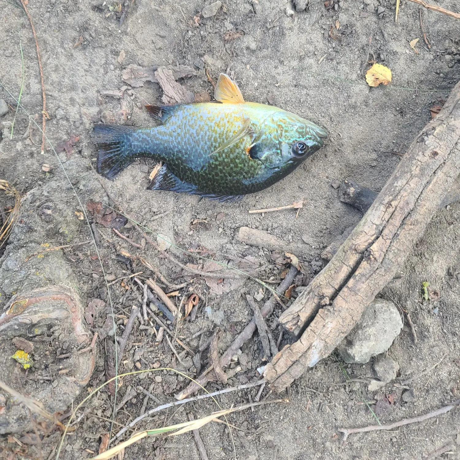 Greengill hybrid caught on Fishbrain
