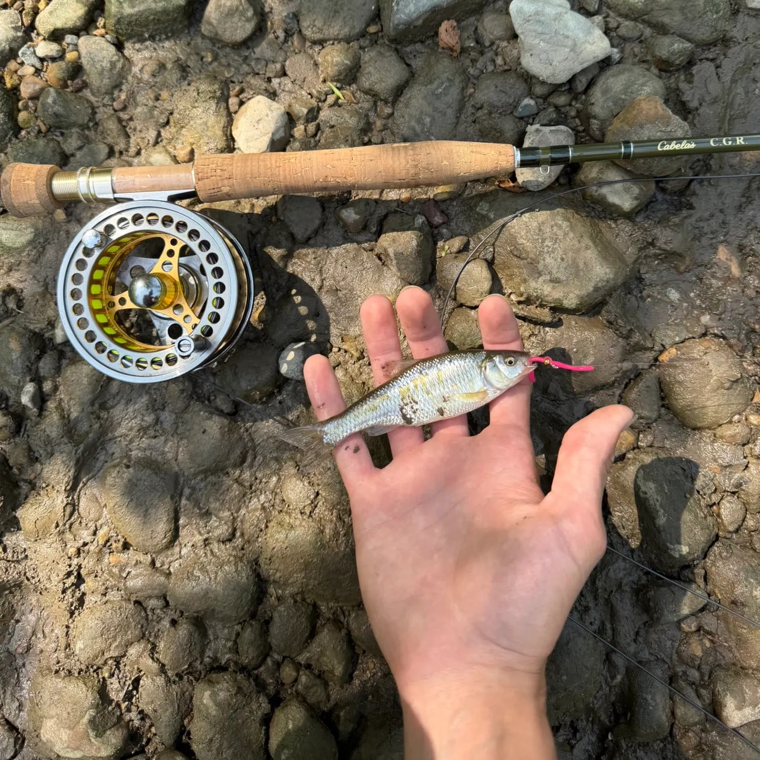 The most recent Common shiner catches on Fishbrain