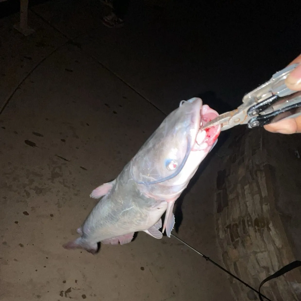 Channel catfish caught on Fishbrain