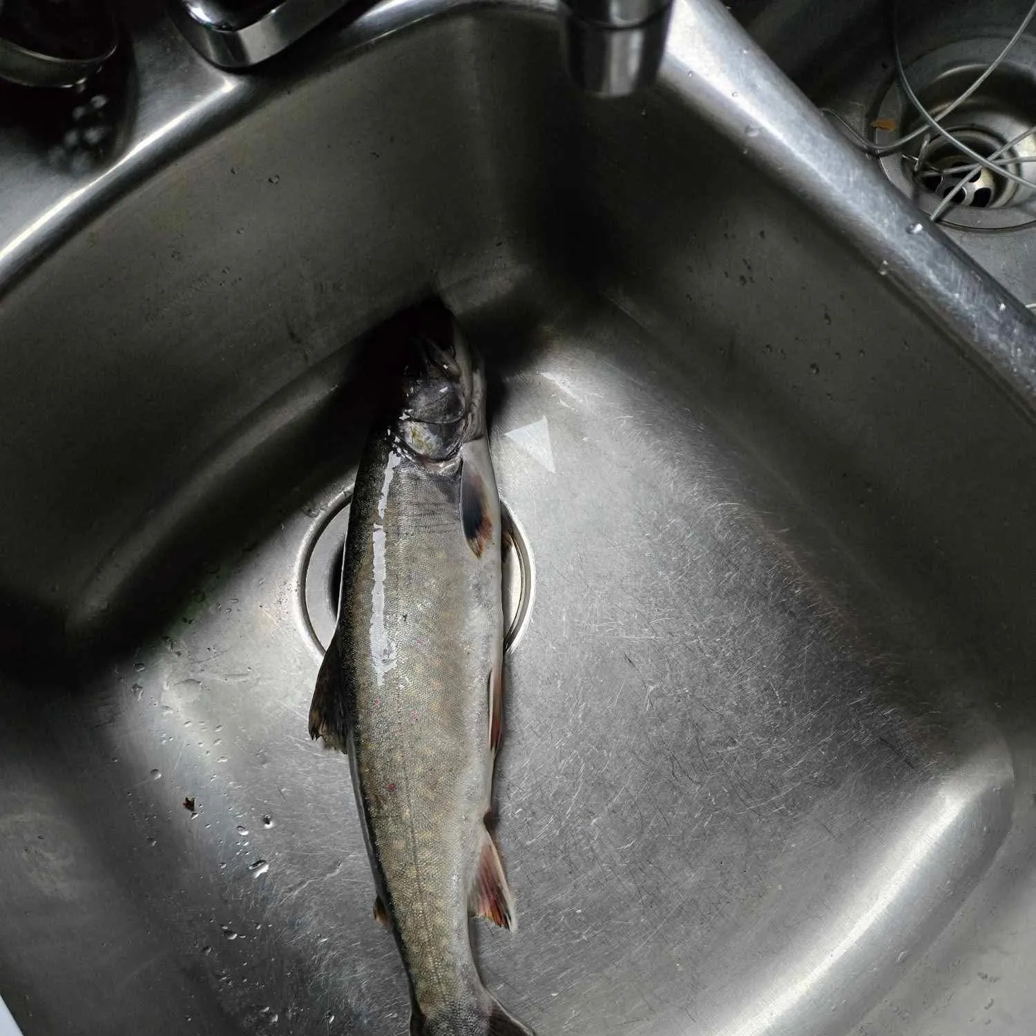 angler catch