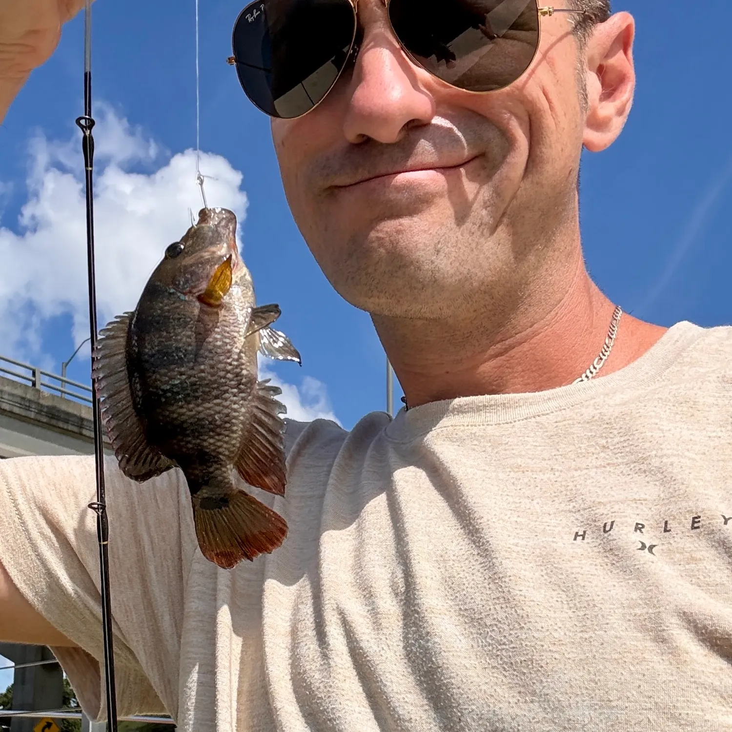 Mayan cichlid caught on Fishbrain