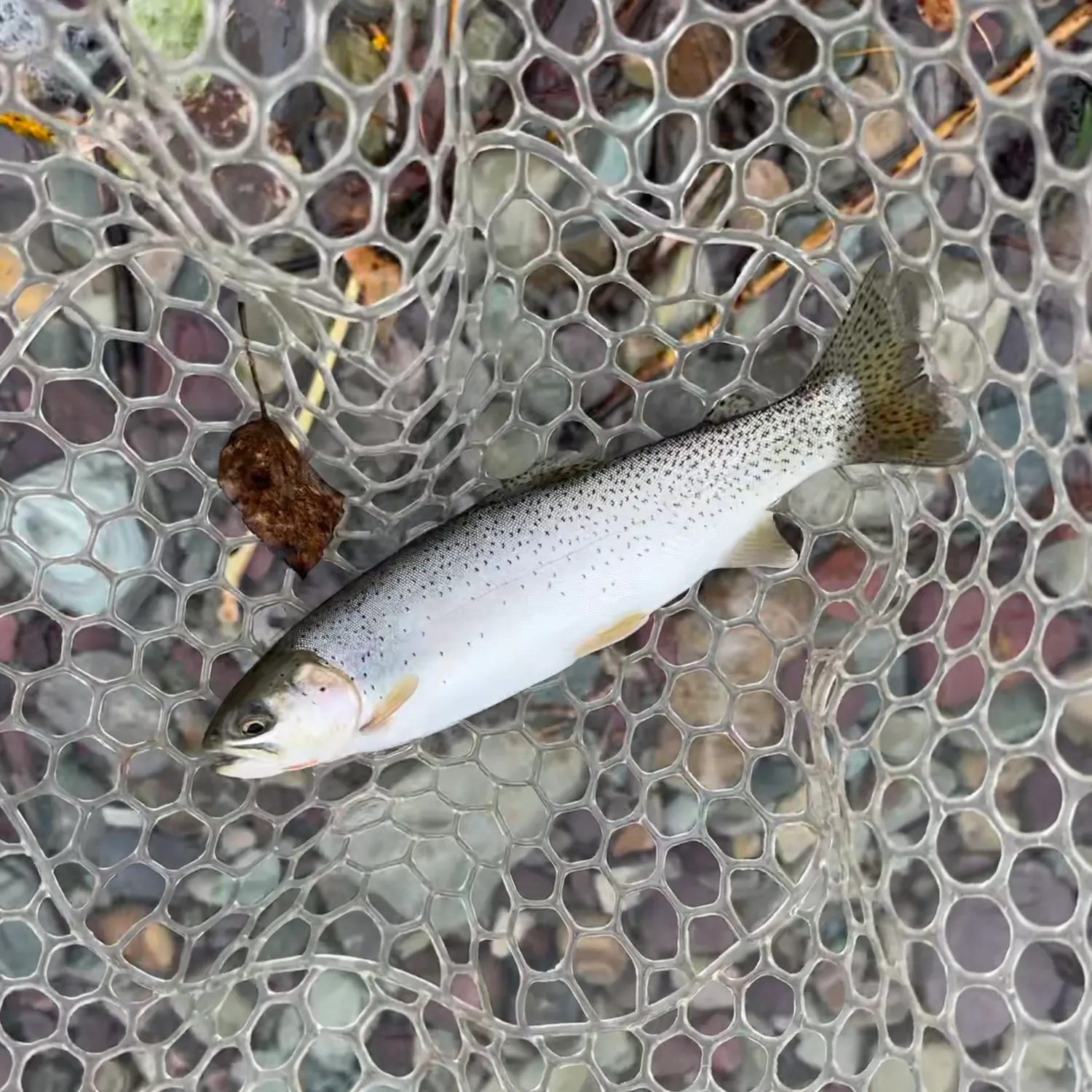 Cutthroat trout caught on Fishbrain