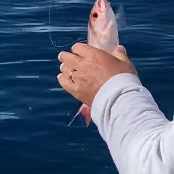 Vermilion snapper caught on Fishbrain