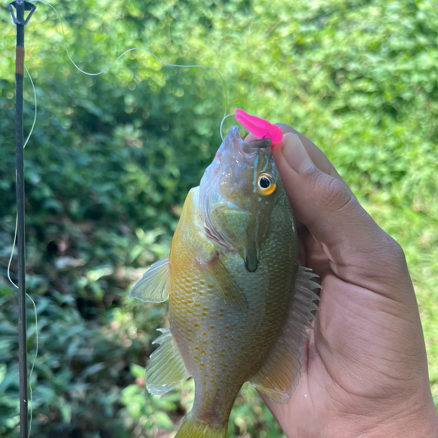 Redbreast sunfish caught on Fishbrain