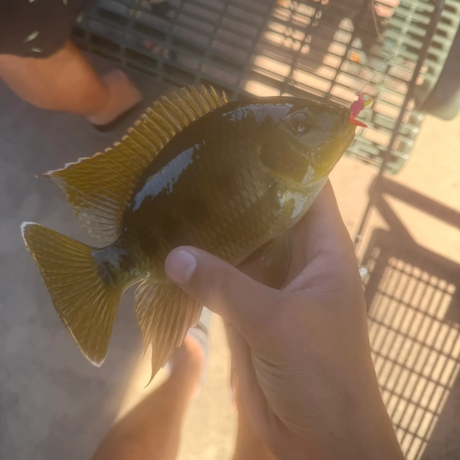 The most recent Spotted tilapia catches on Fishbrain