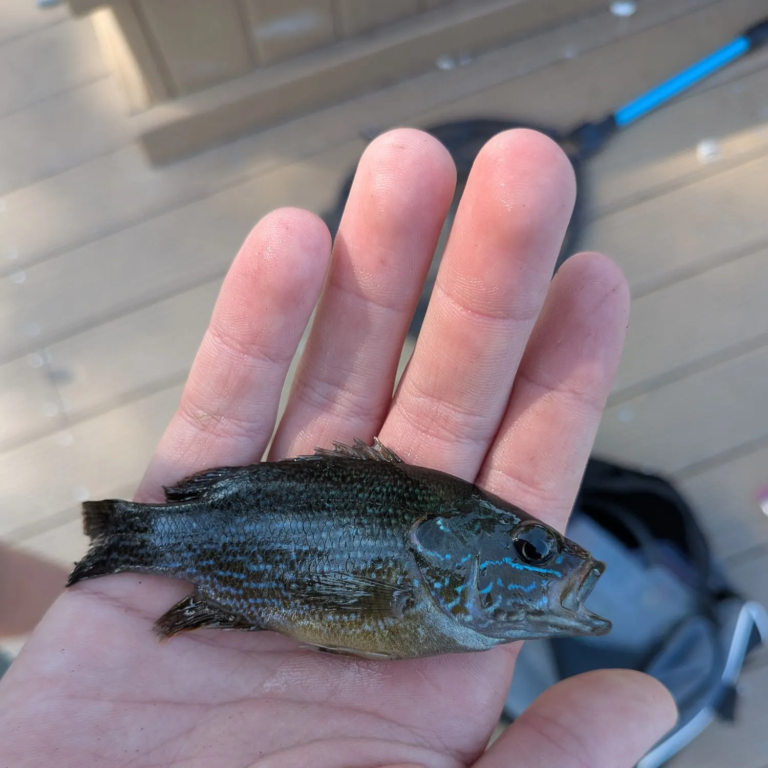 Greengill hybrid caught on Fishbrain