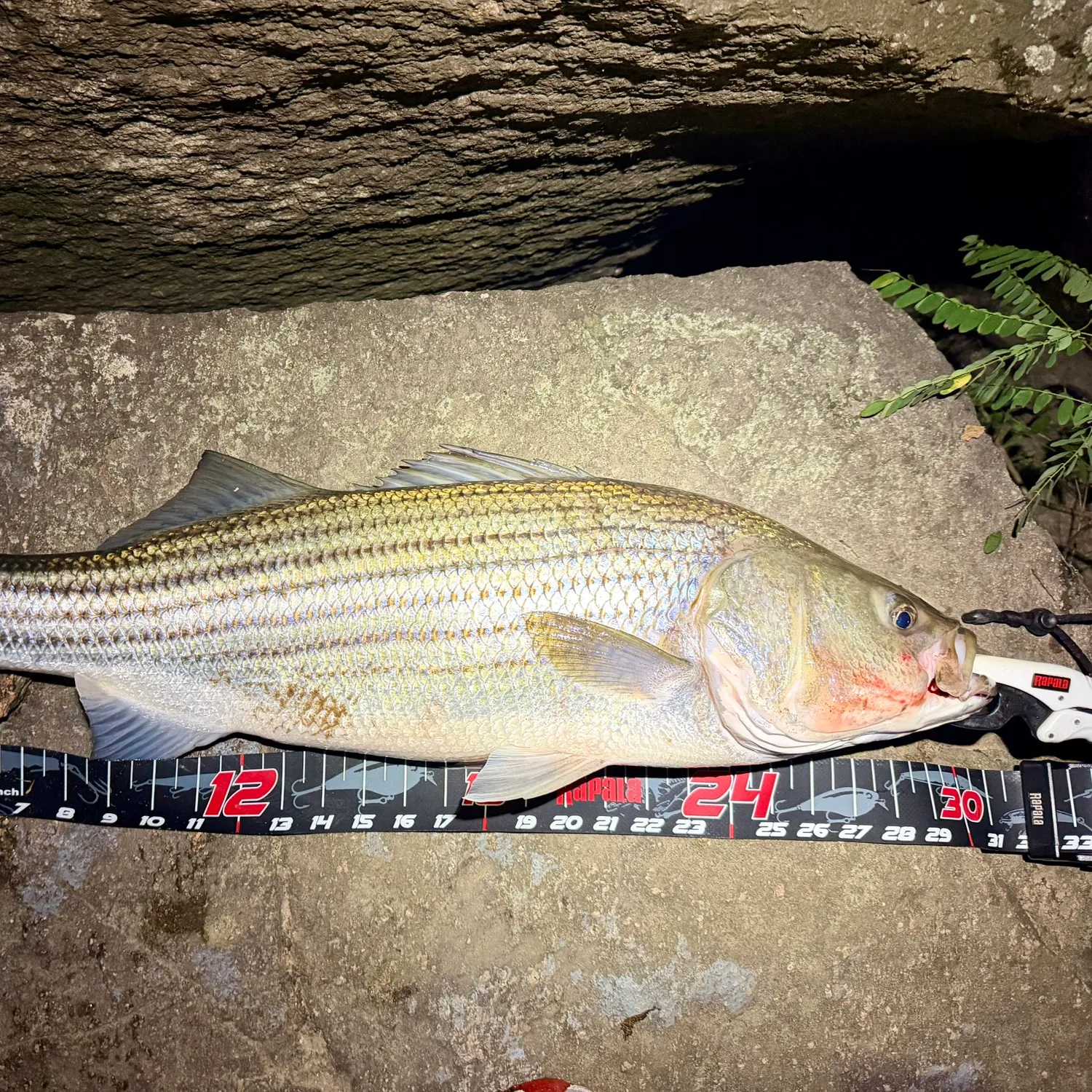 Striped bass caught on Fishbrain