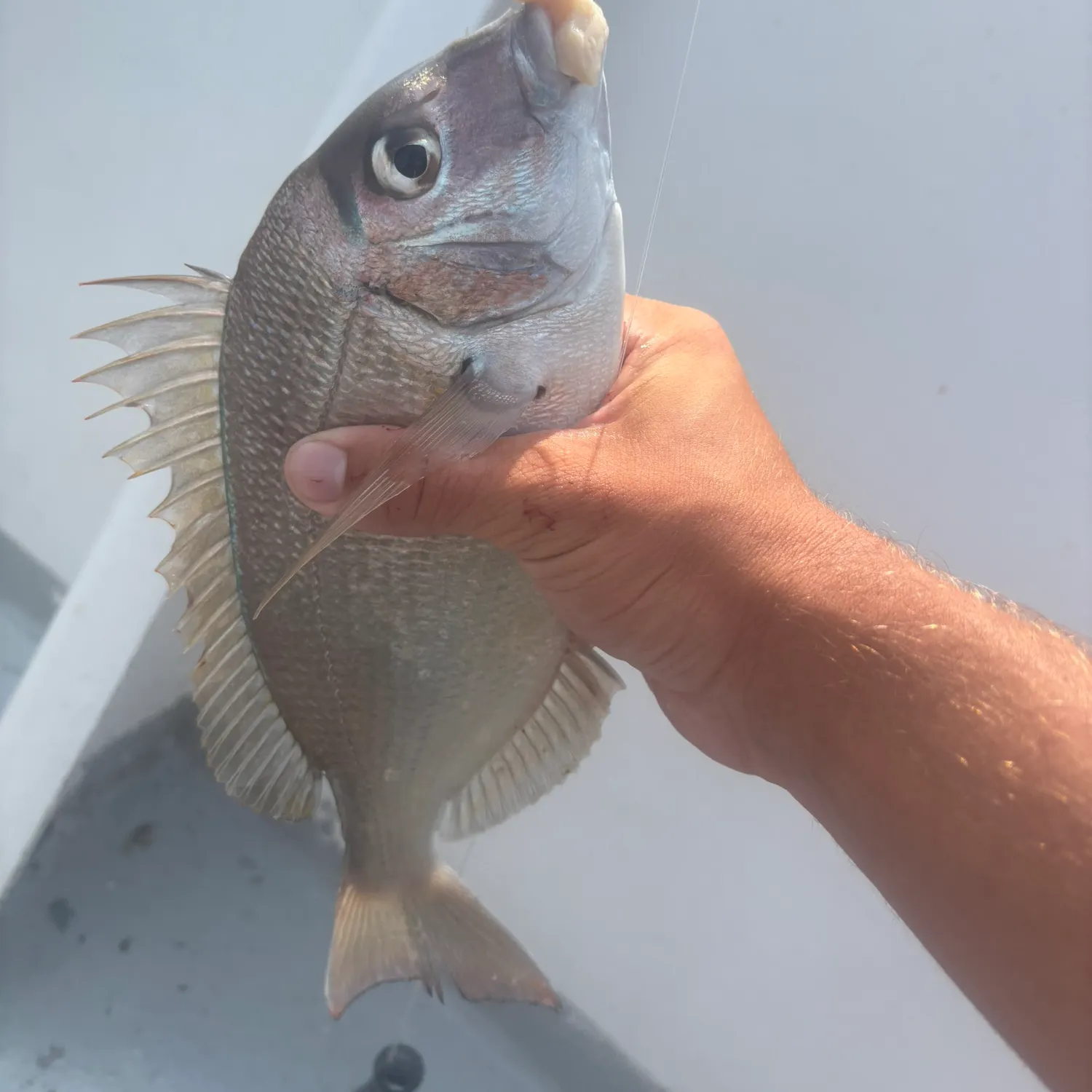 Scup caught on Fishbrain