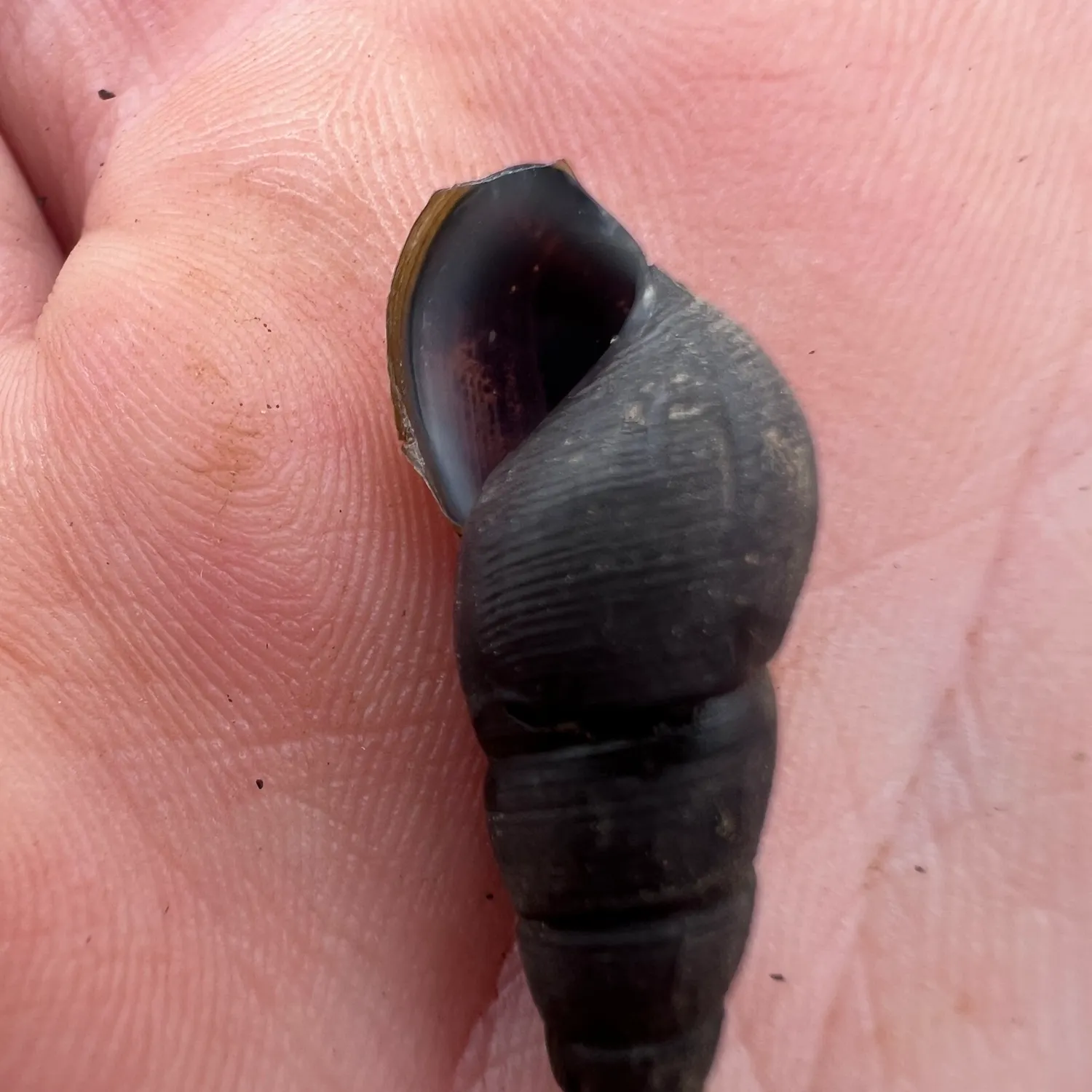 The most recent Snail bullhead catches on Fishbrain