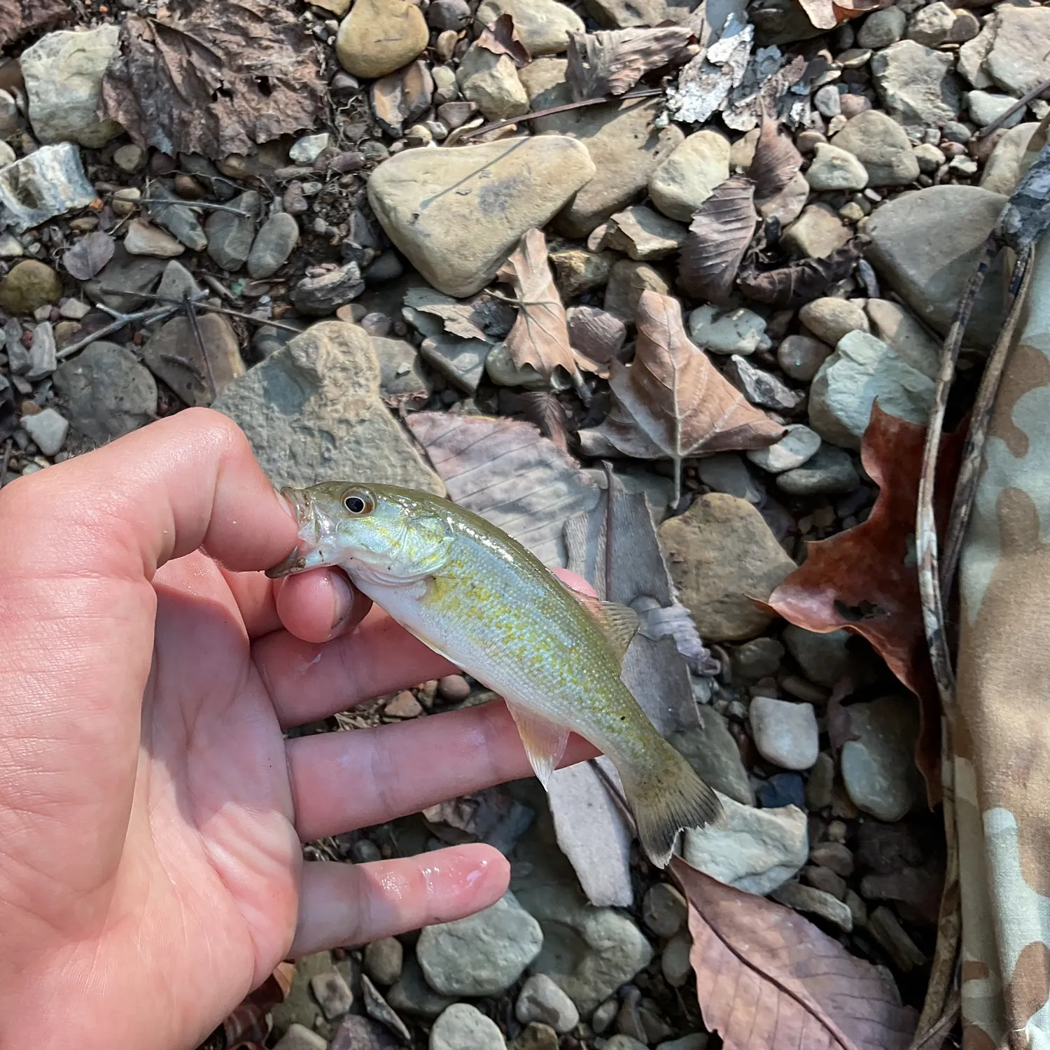 Smallmouth bass caught on Fishbrain