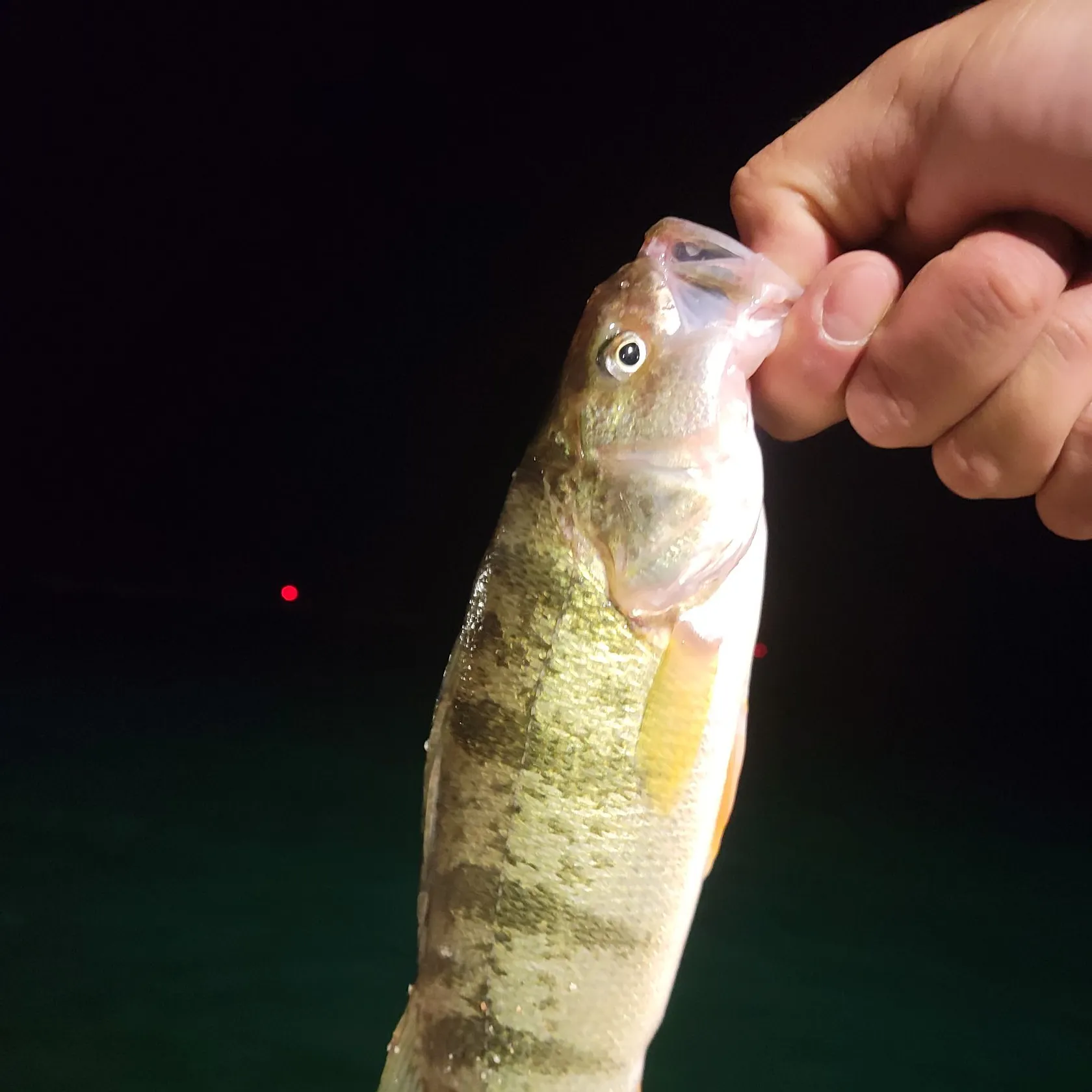 Yellow perch caught on Fishbrain