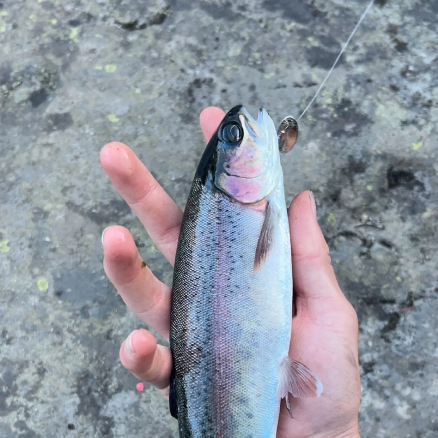 Rainbow trout caught on Fishbrain