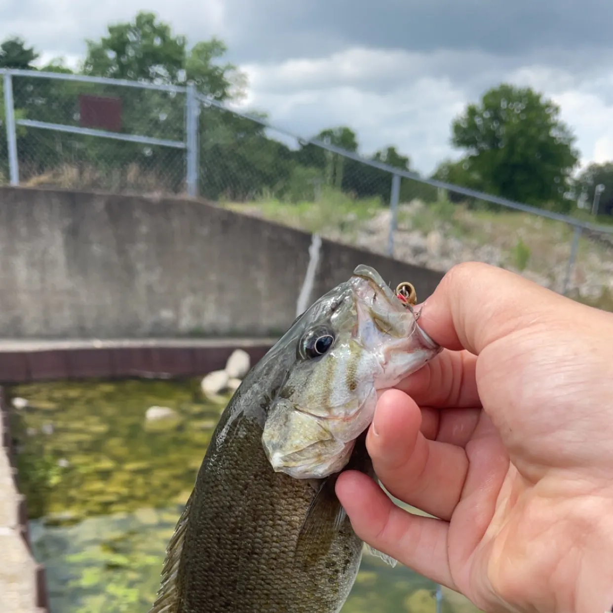 most liked catch image