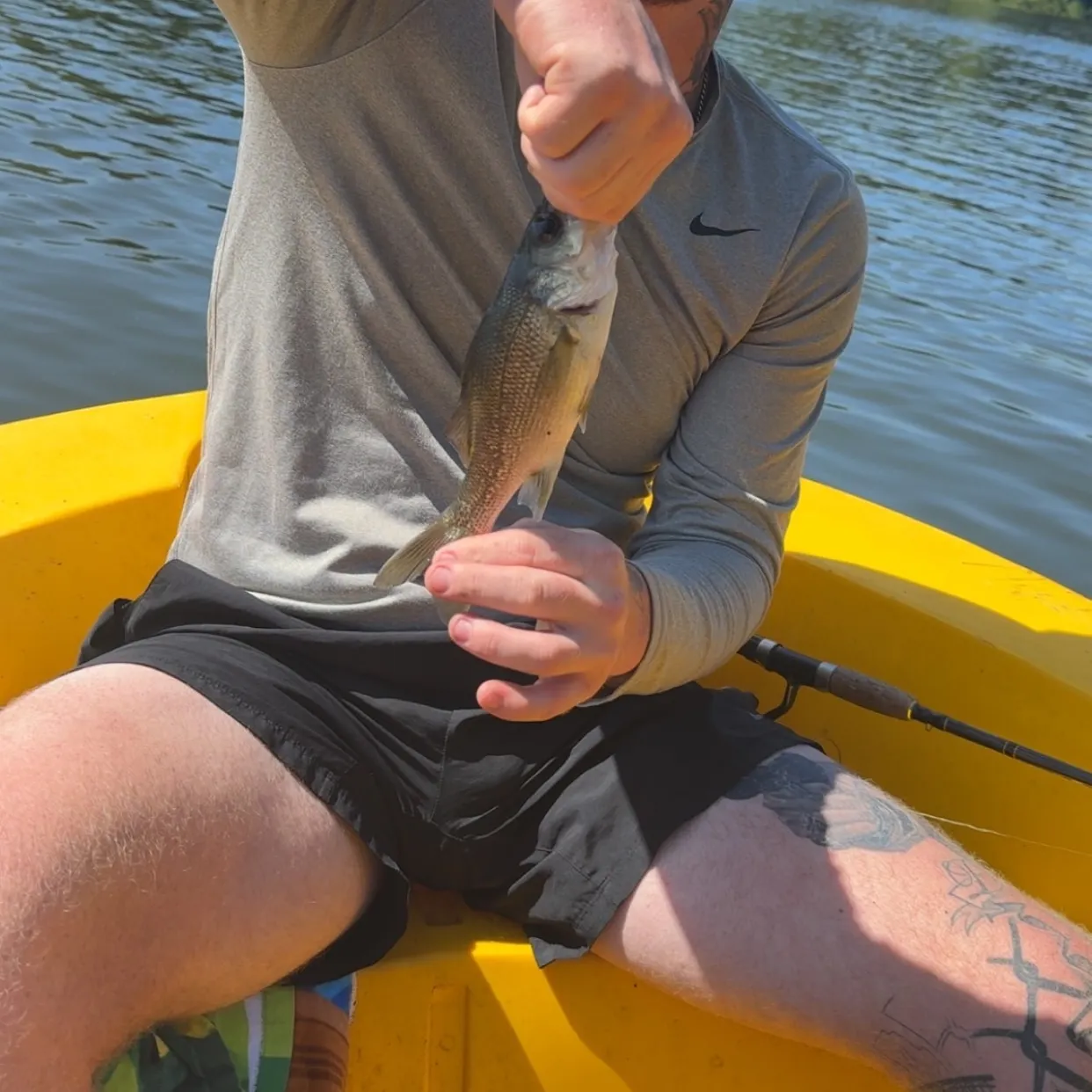 The most recent Australian bass catches on Fishbrain