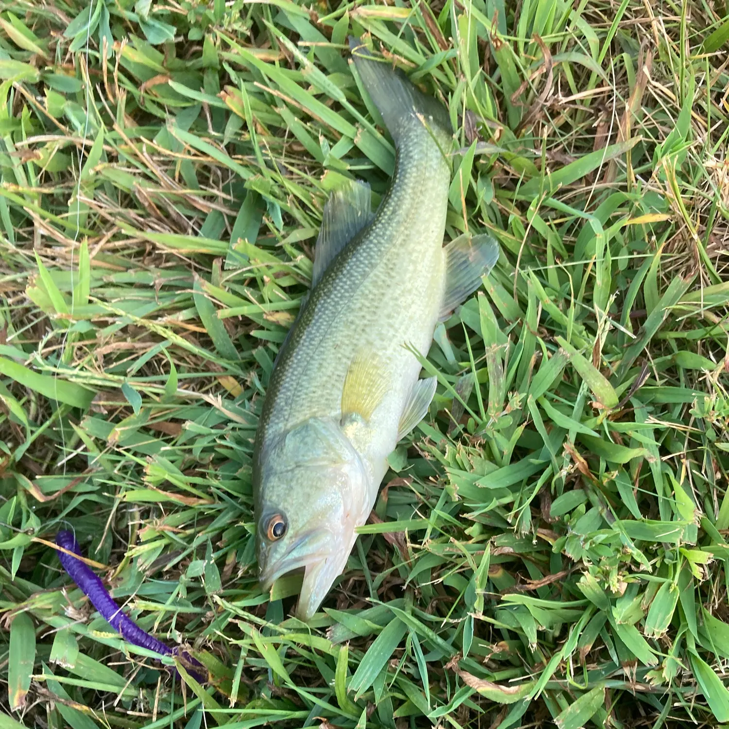 The most recent F1 bass catches on Fishbrain