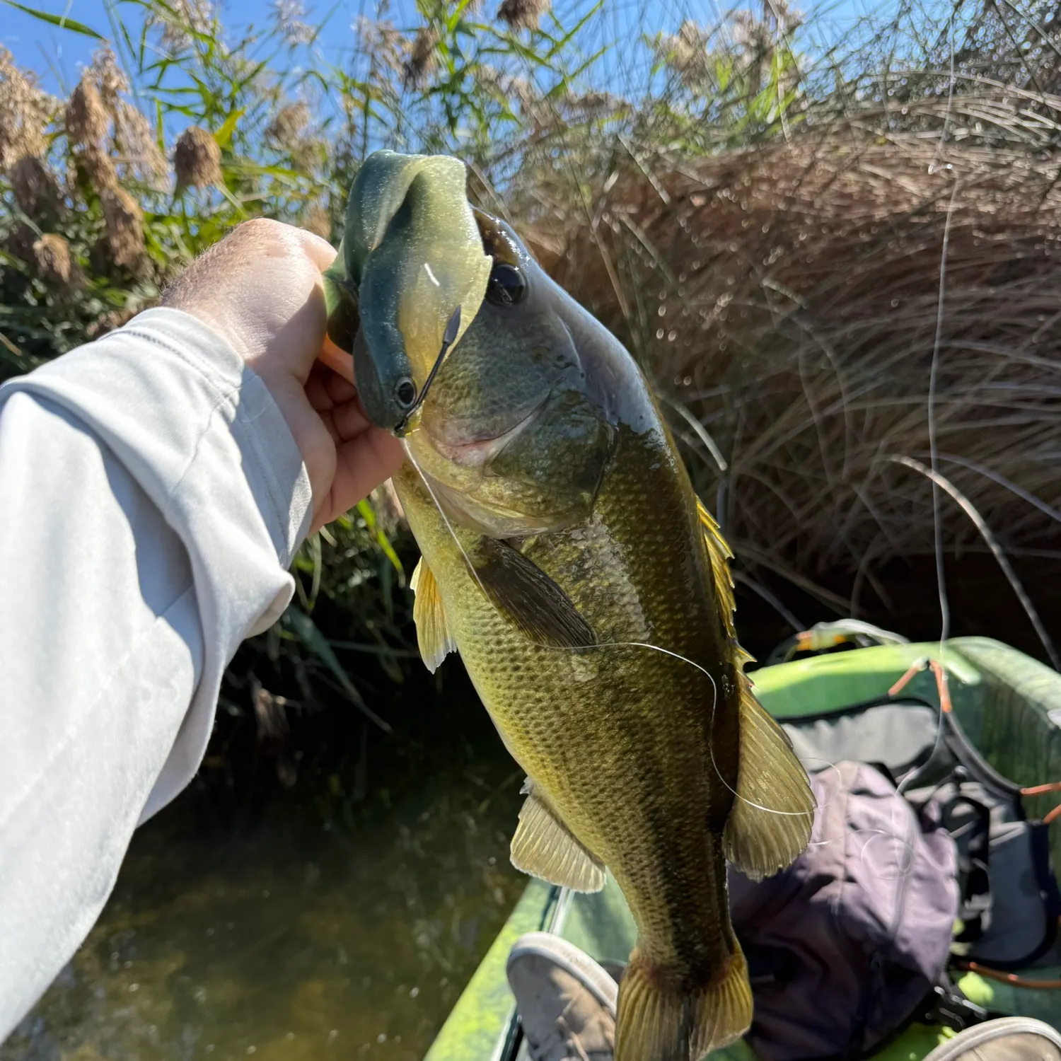Largemouth bass caught on Fishbrain