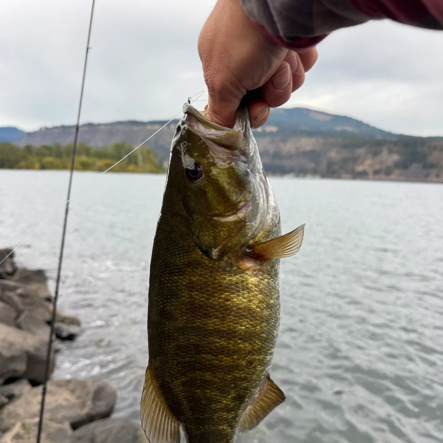 Smallmouth bass caught on Fishbrain