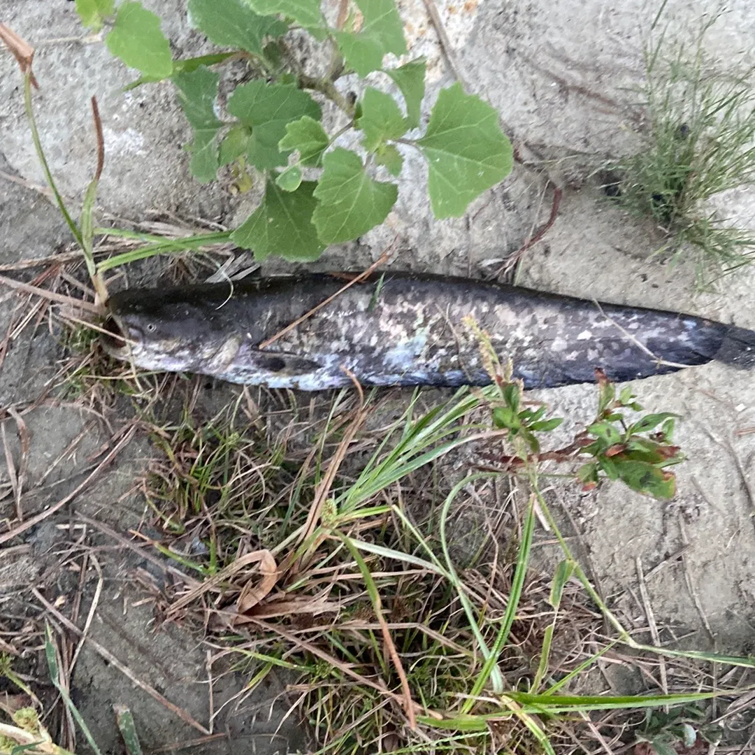 Wels catfish caught on Fishbrain