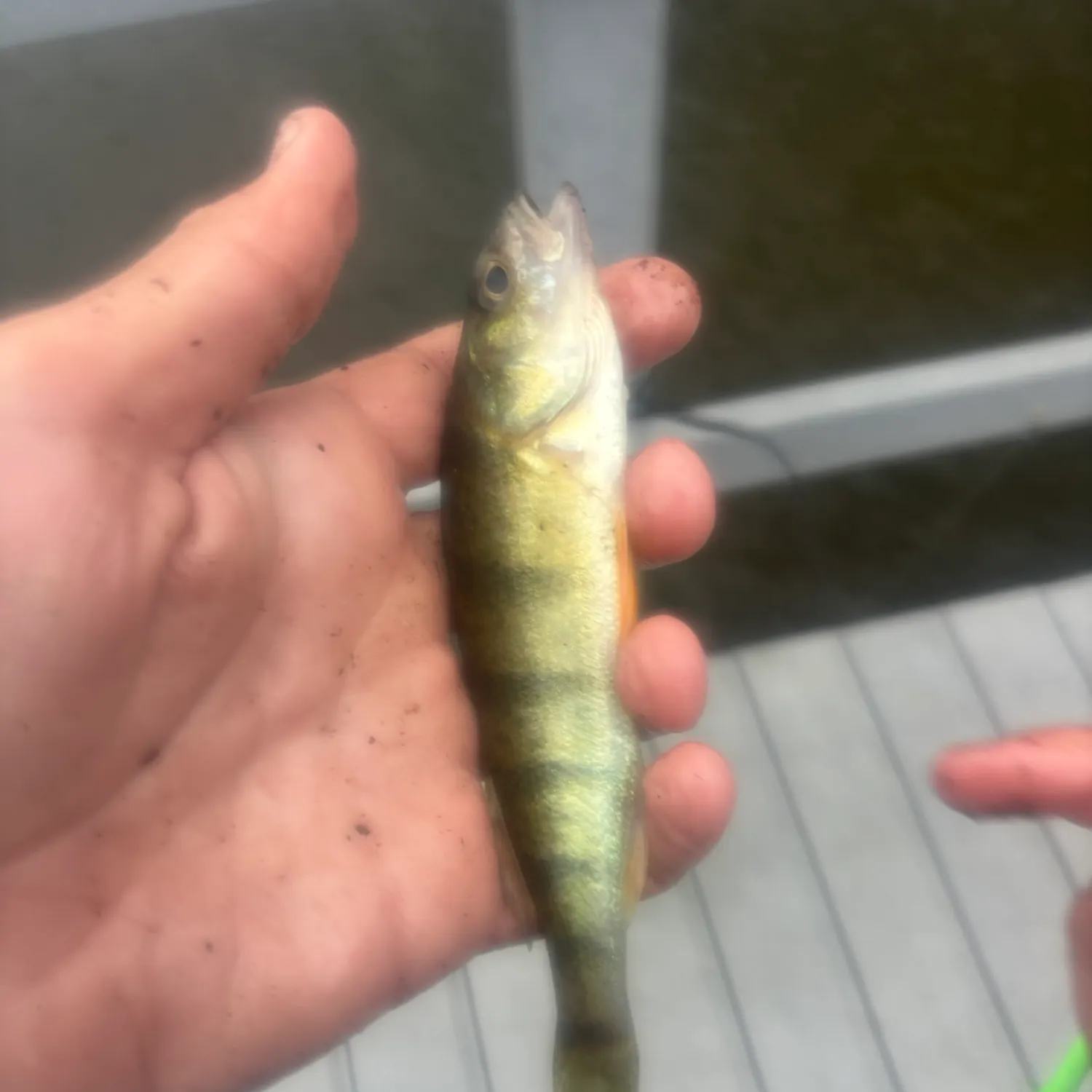 Yellow perch caught on Fishbrain
