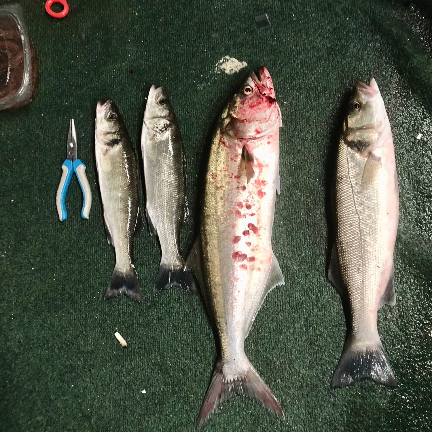 recently logged catches