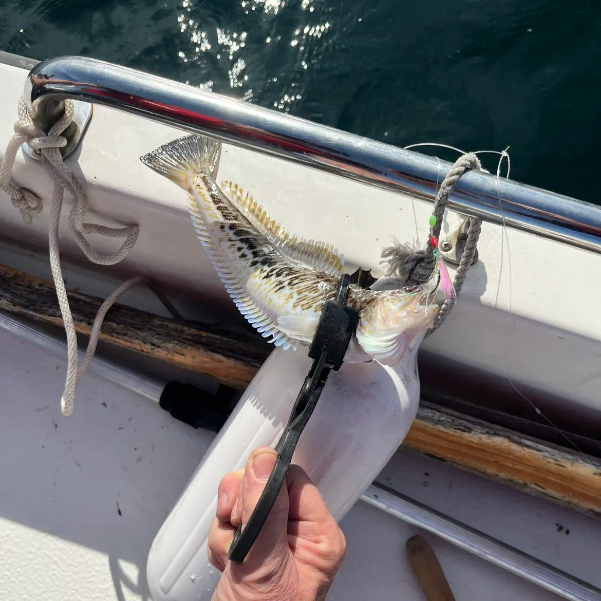 Greater weever caught on Fishbrain