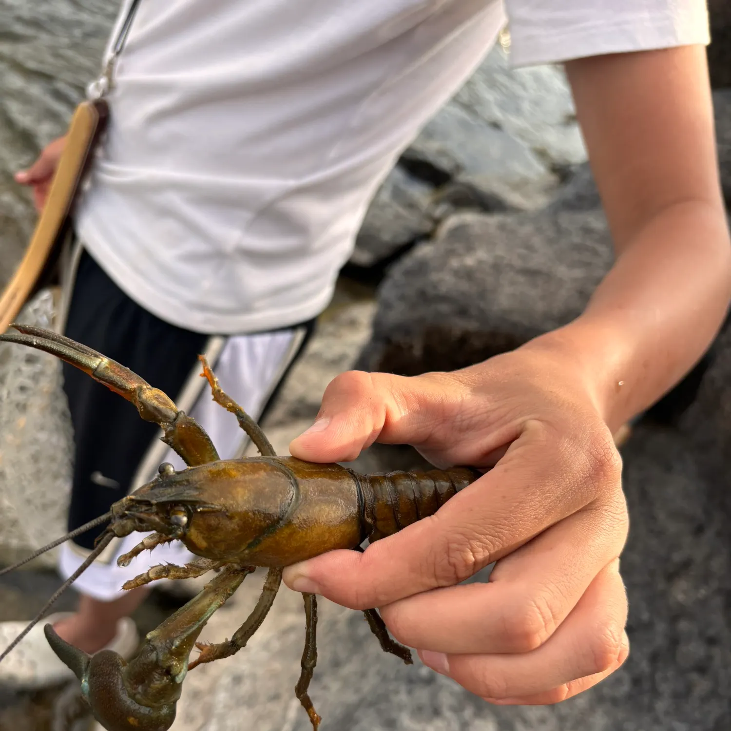 Signal crayfish caught on Fishbrain