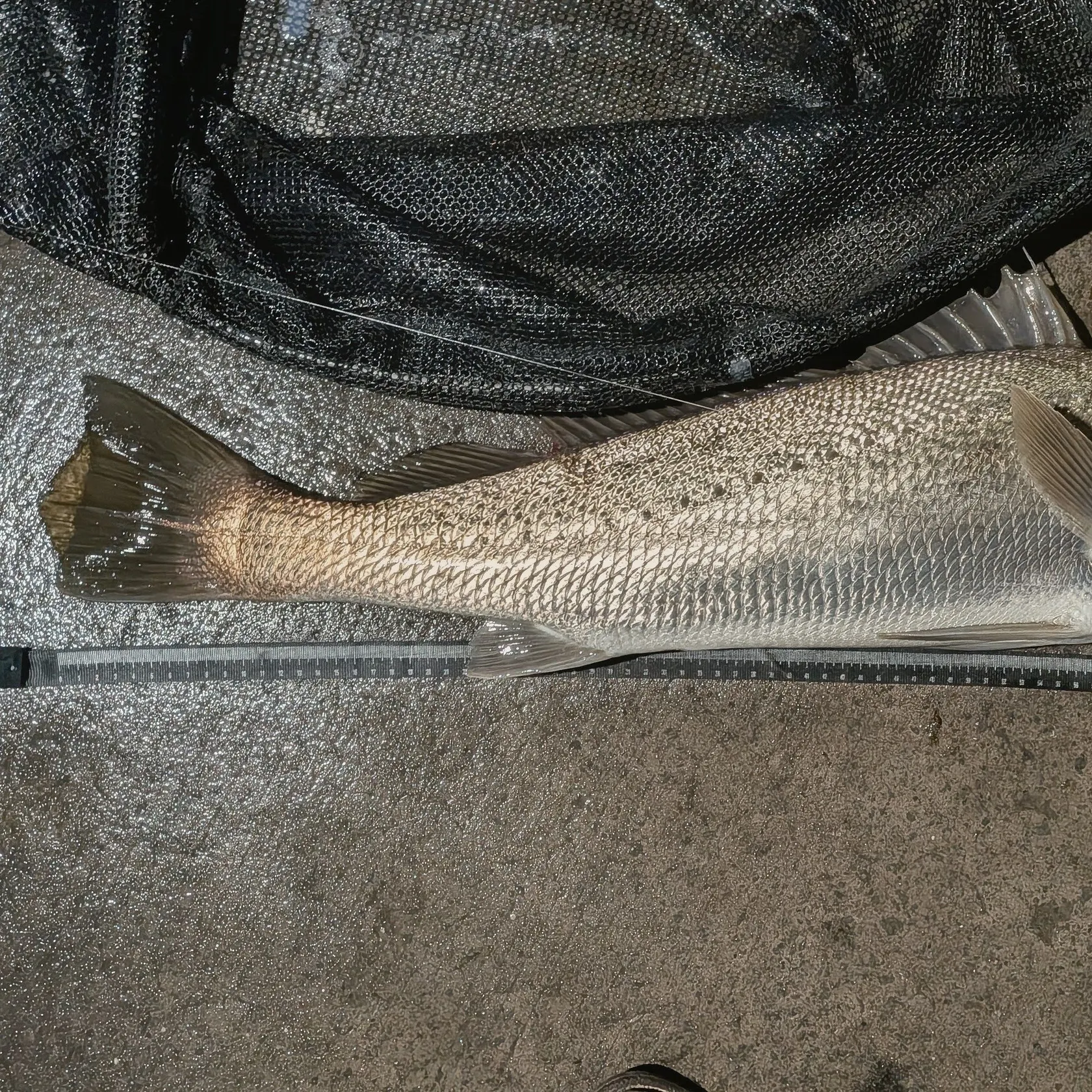 Japanese meagre caught on Fishbrain