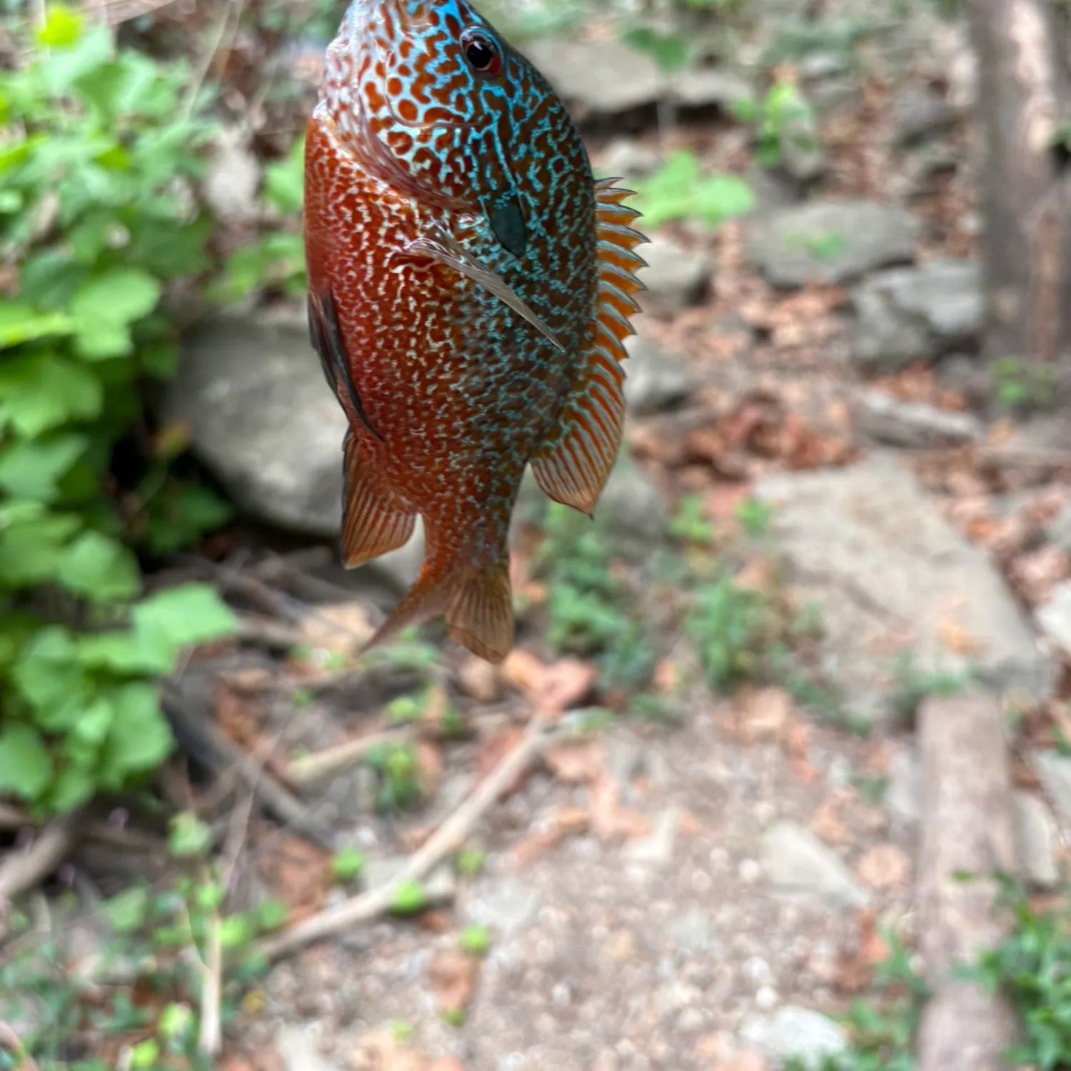 Longear sunfish caught on Fishbrain