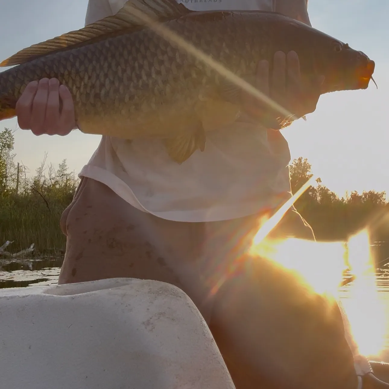 Common carp caught on Fishbrain