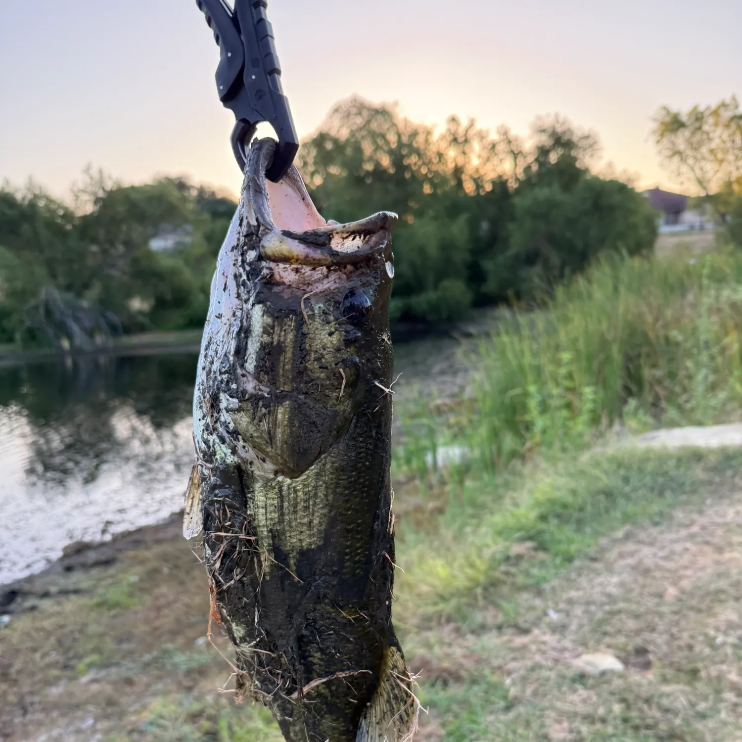 Fish caught on Fishbrain