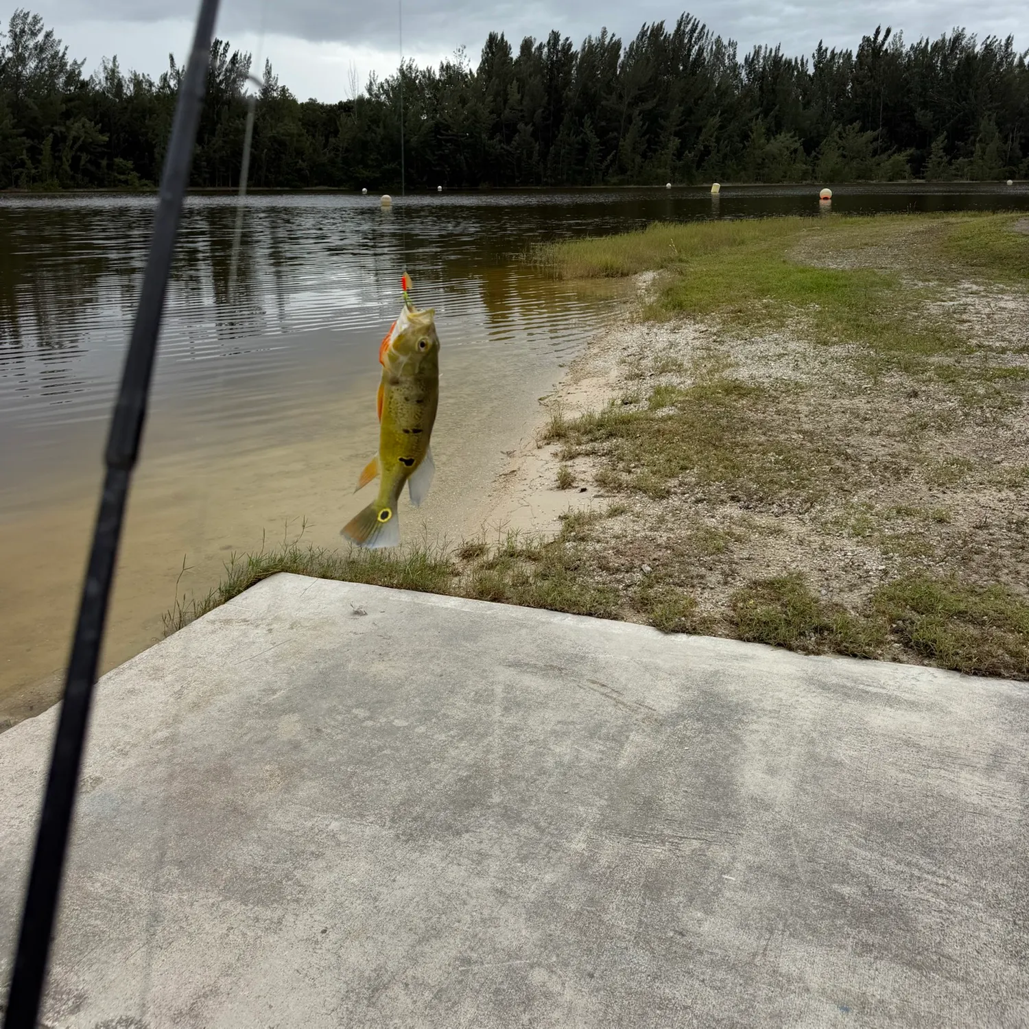 Butterfly peacock bass caught on Fishbrain