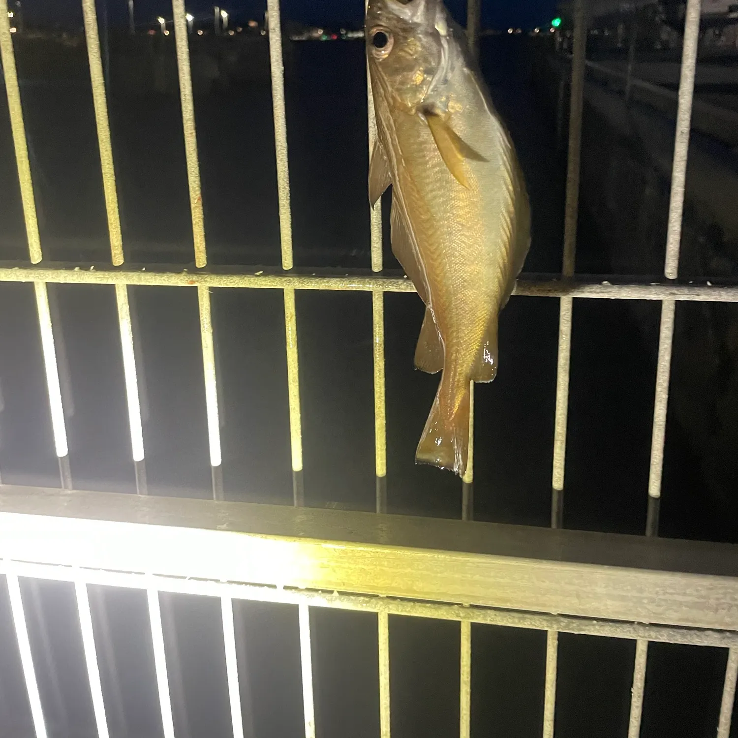 The most recent Pouting catches on Fishbrain