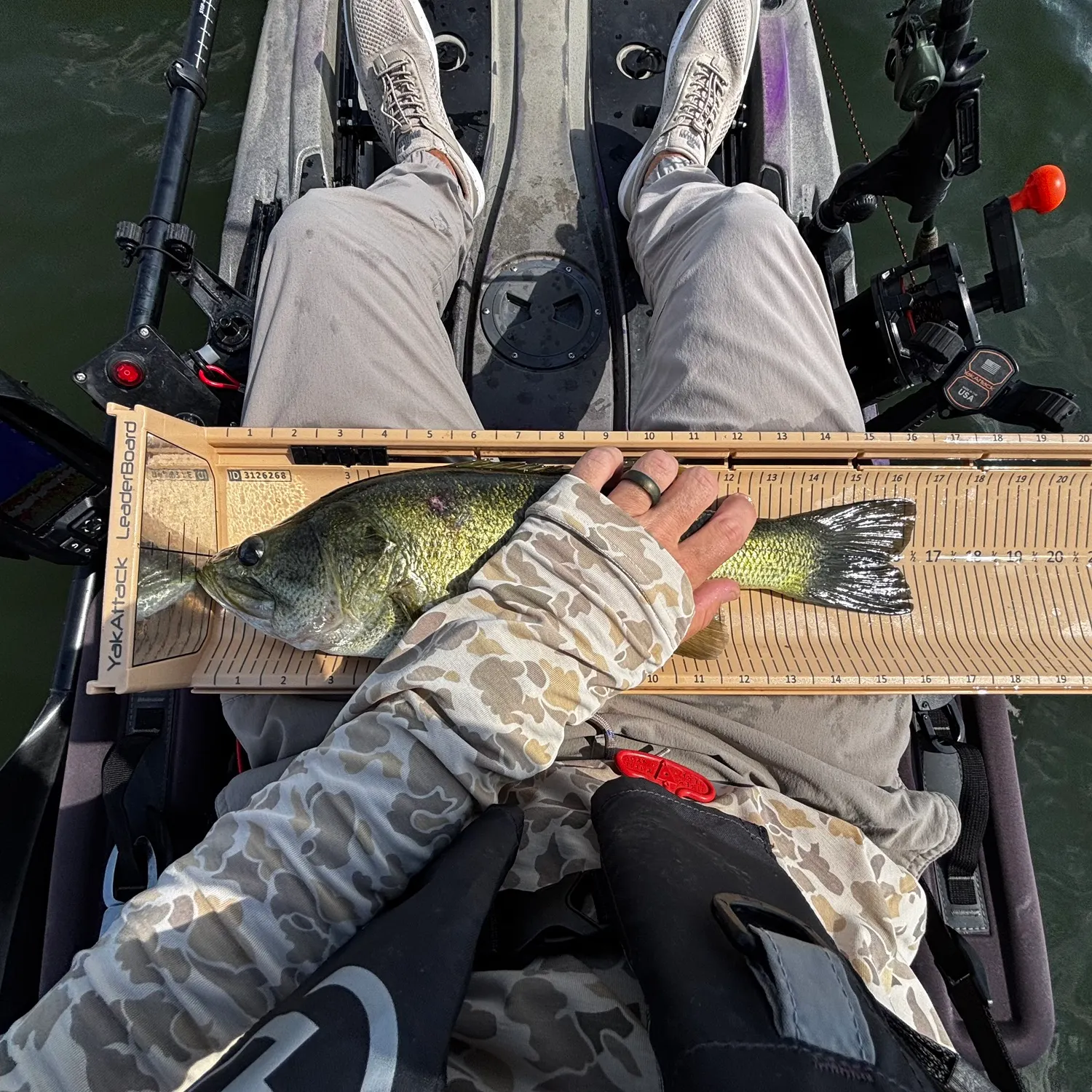 Largemouth bass caught on Fishbrain