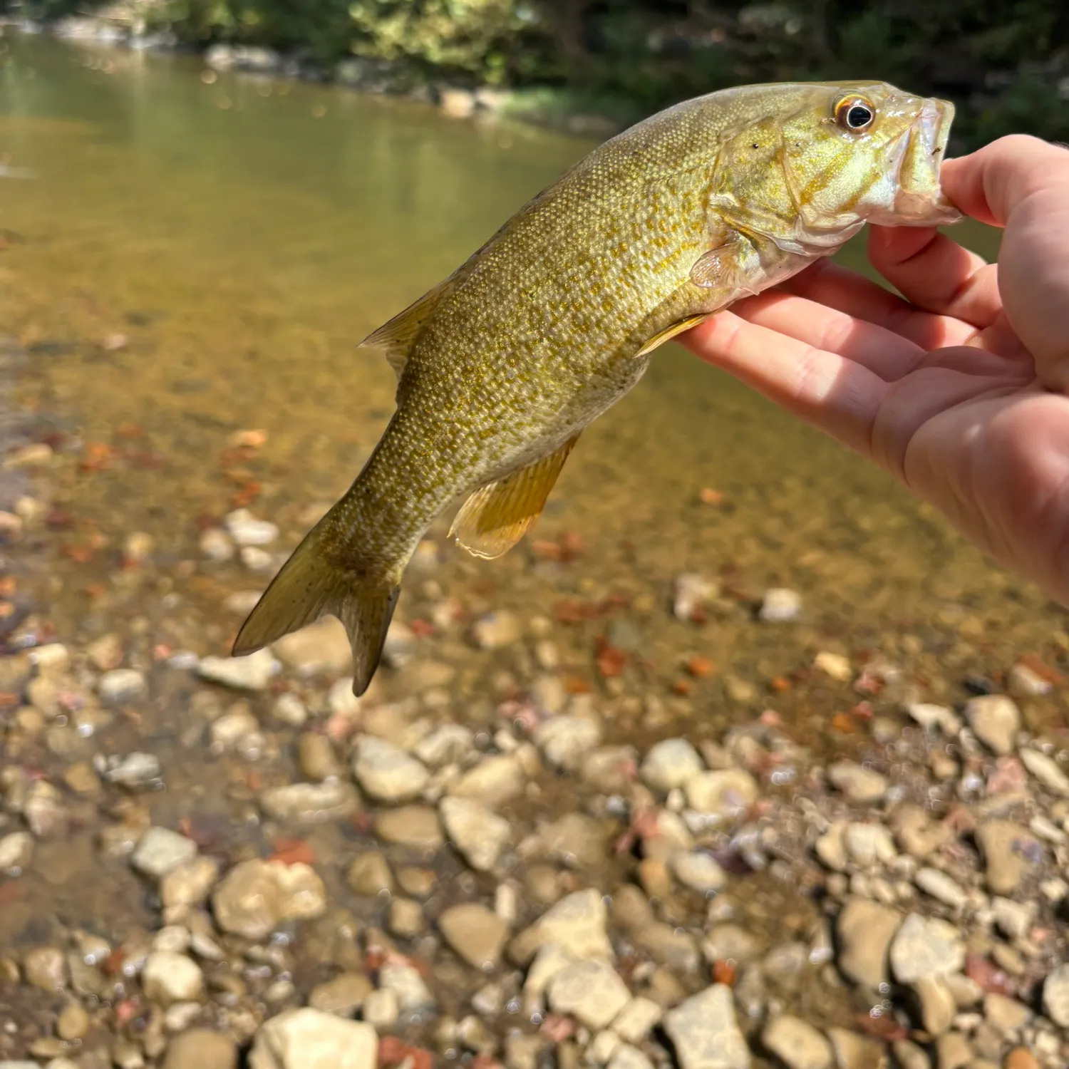 Smallmouth bass caught on Fishbrain