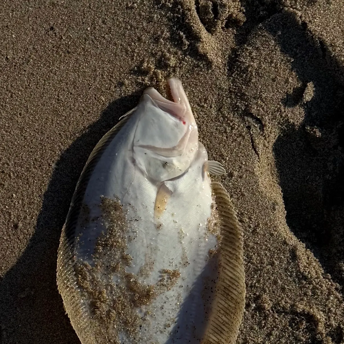 Summer flounder caught on Fishbrain