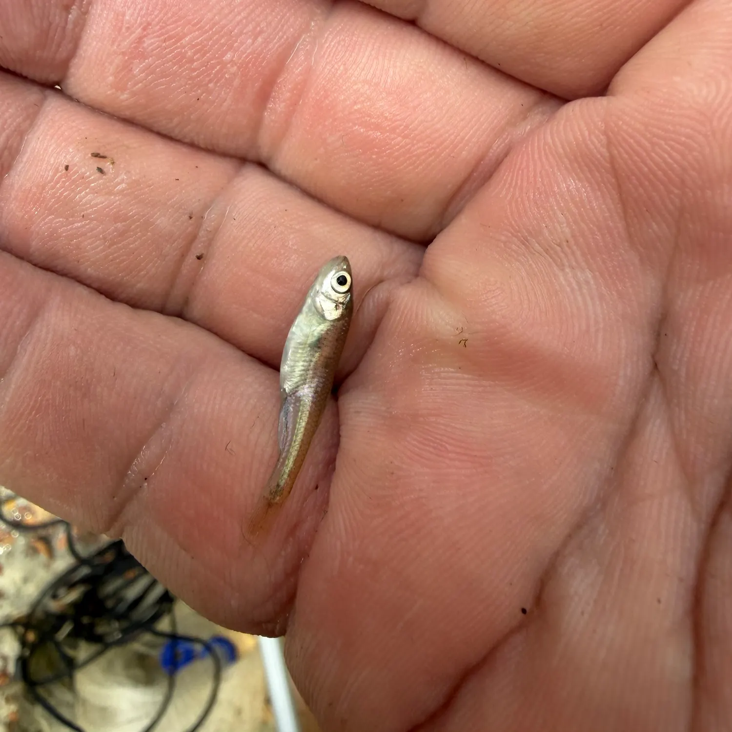 The most recent Western mosquitofish catches on Fishbrain