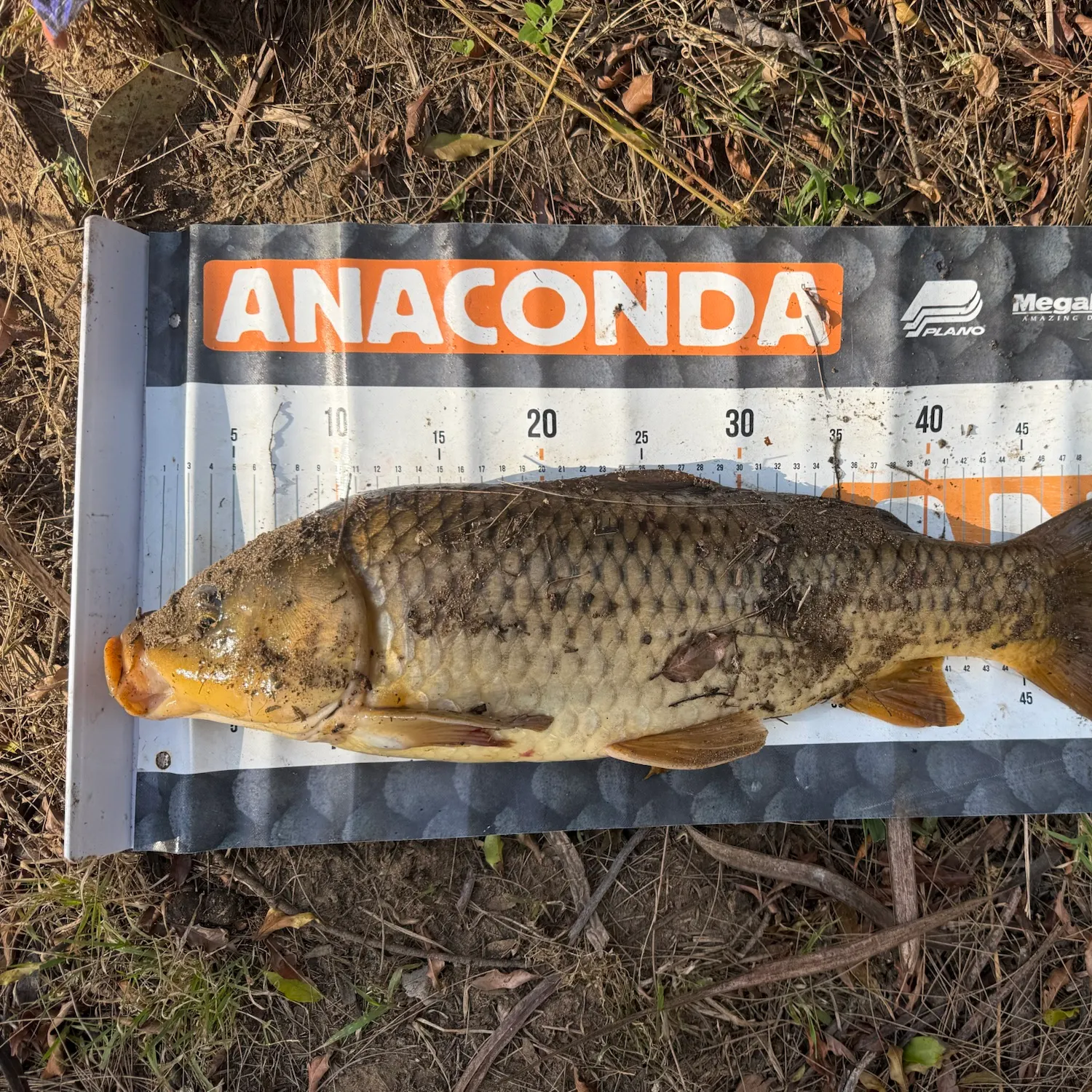 Common carp caught on Fishbrain