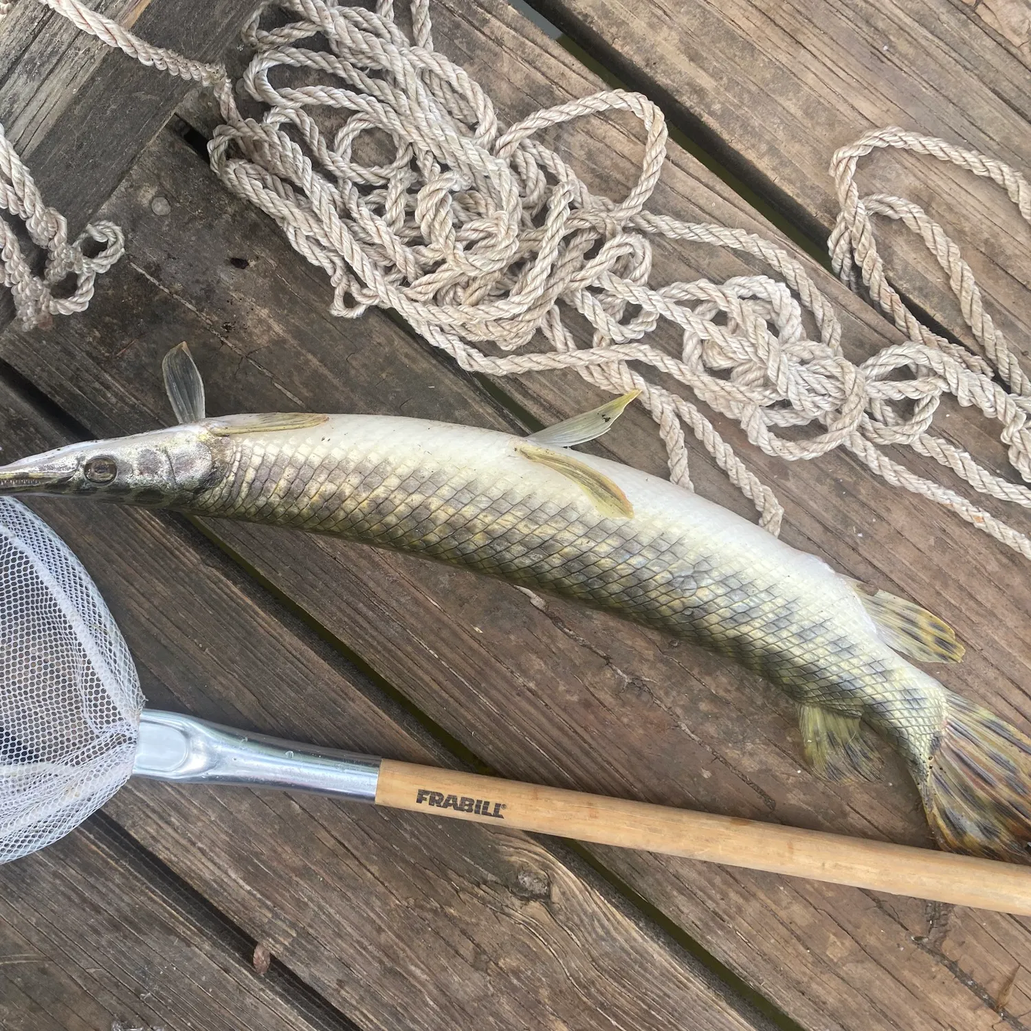 Spotted gar caught on Fishbrain