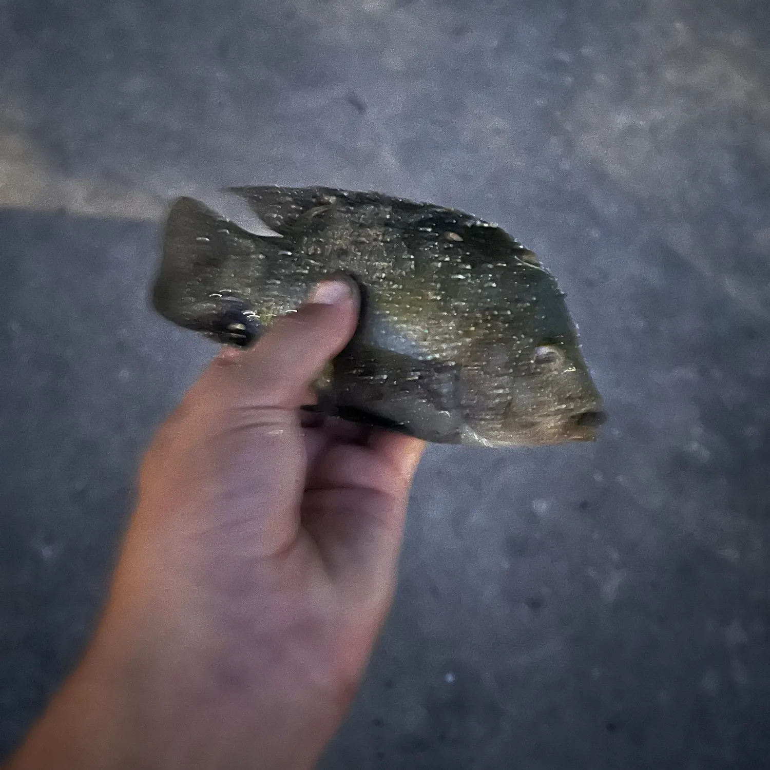 Rio Grande cichlid caught on Fishbrain
