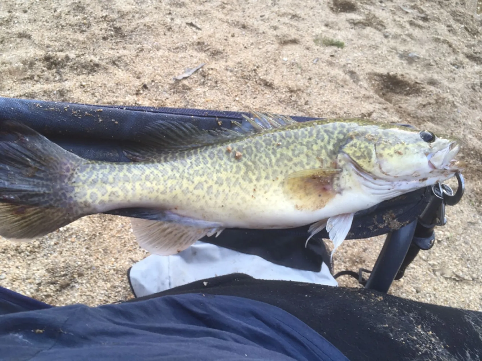 Post image from Dennism1