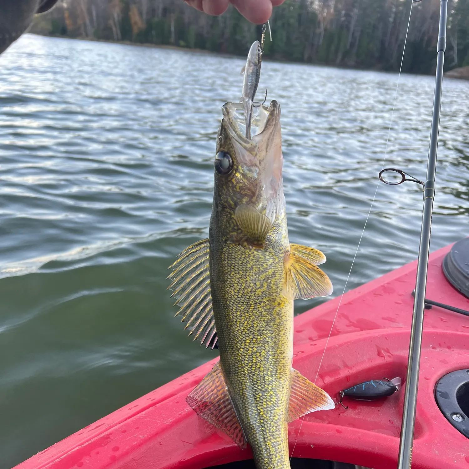Walleye caught on Fishbrain
