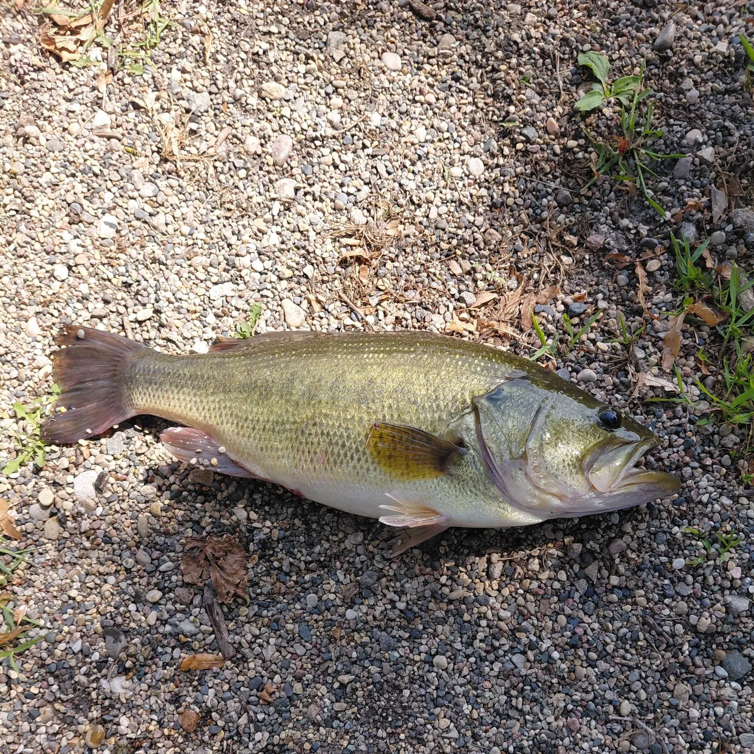 Largemouth bass caught on Fishbrain