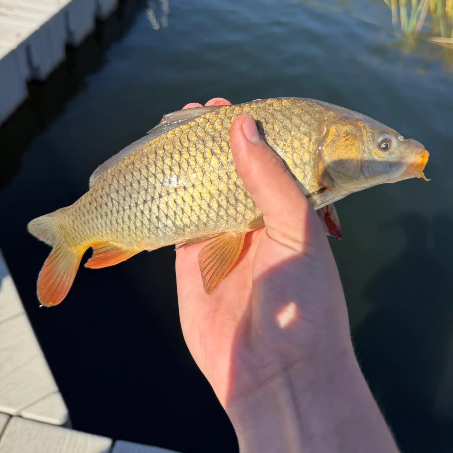 Common carp caught on Fishbrain