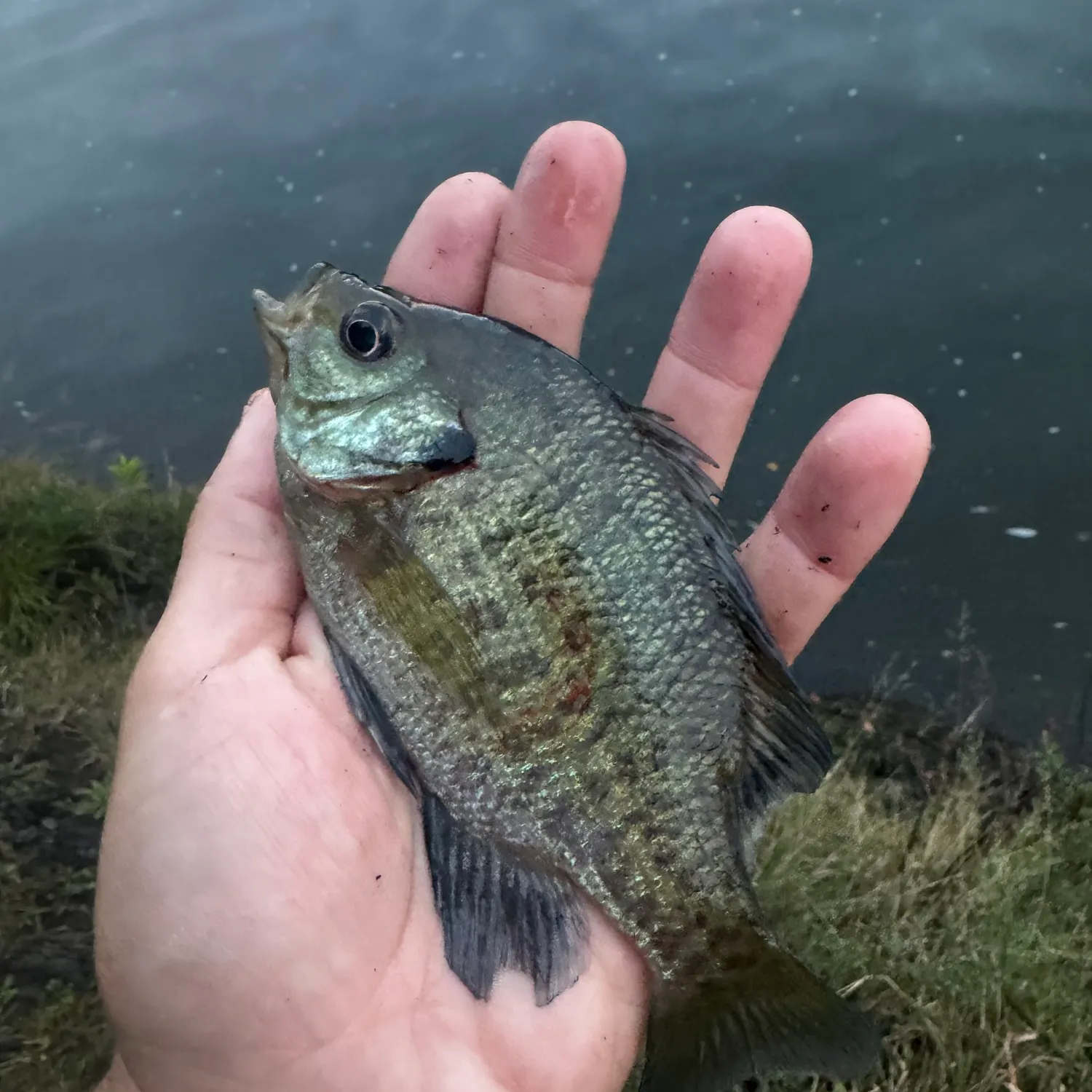 Bluegill caught on Fishbrain