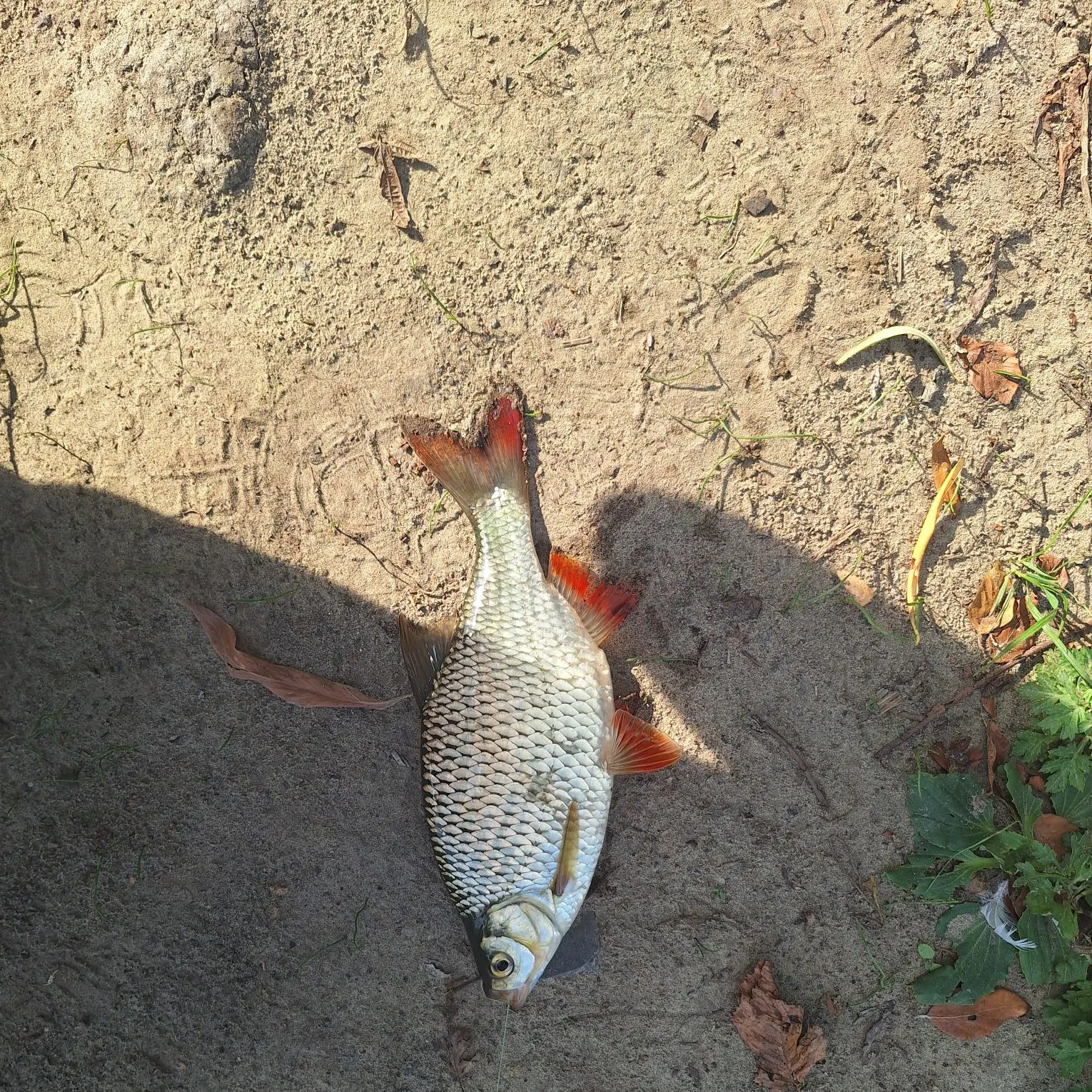 Common rudd caught on Fishbrain