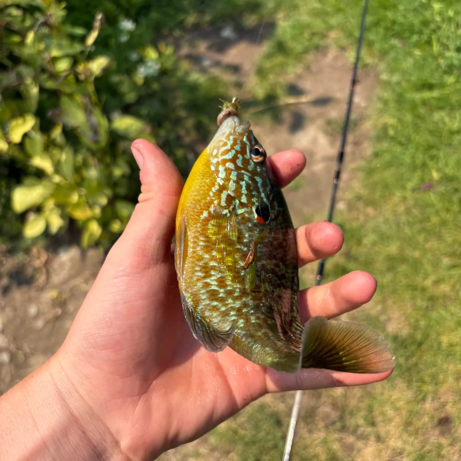 Pumpkinseed caught on Fishbrain