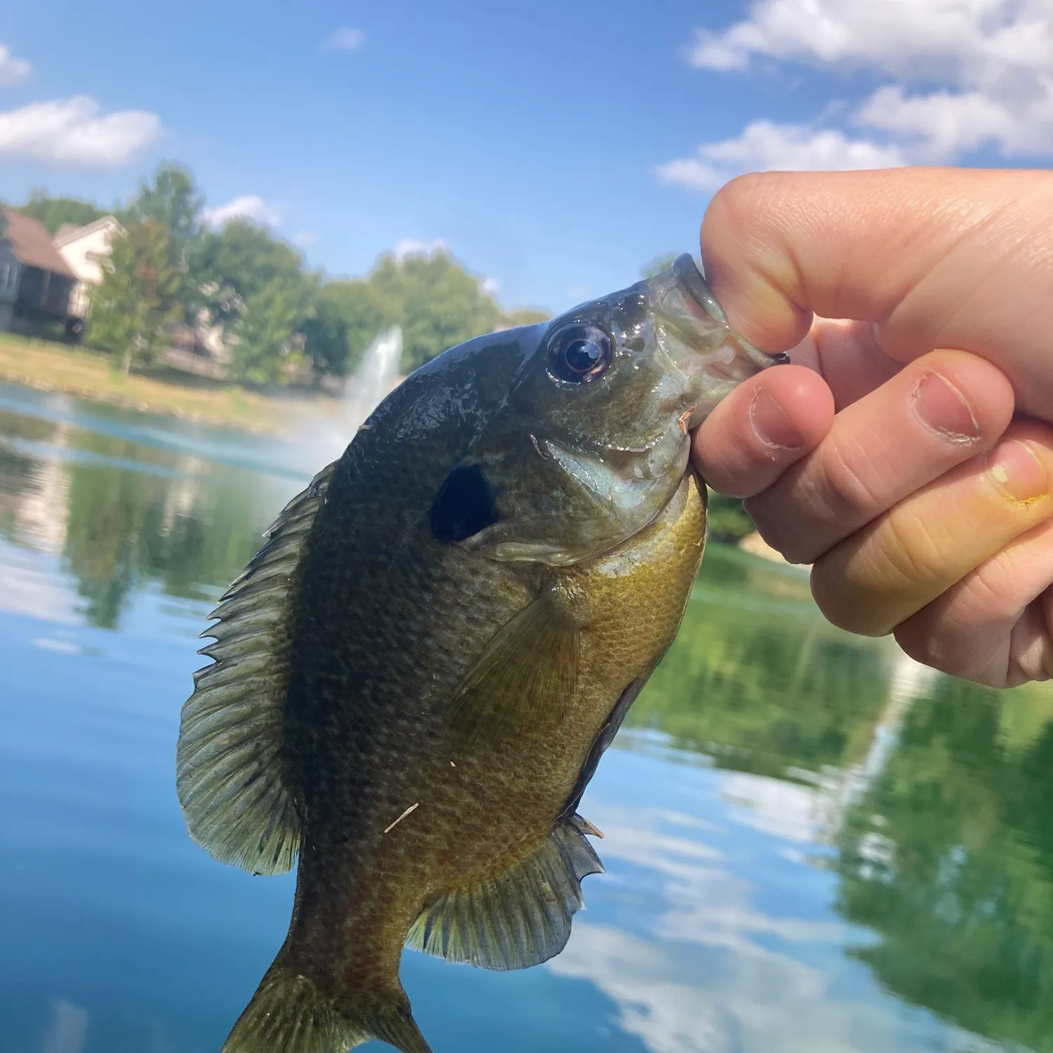 The most recent Greengill hybrid catches on Fishbrain