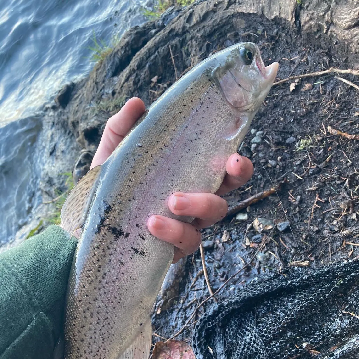 Rainbow trout caught on Fishbrain